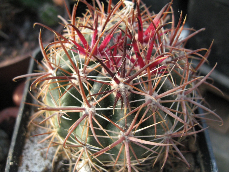 Ferocactus viridescens v. littoralis 