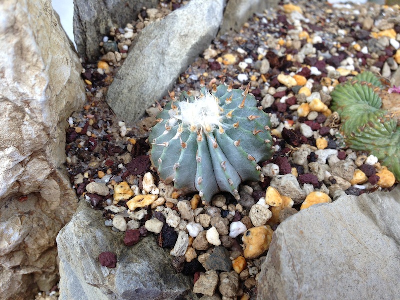 Geohintonia mexicana 