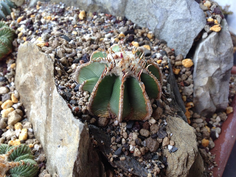 Aztekium hintonii 