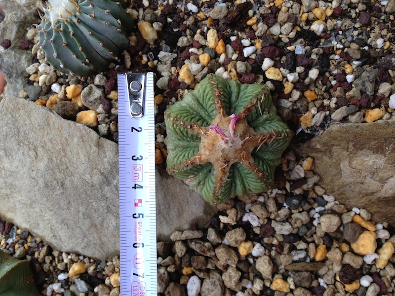 Aztekium ritteri 