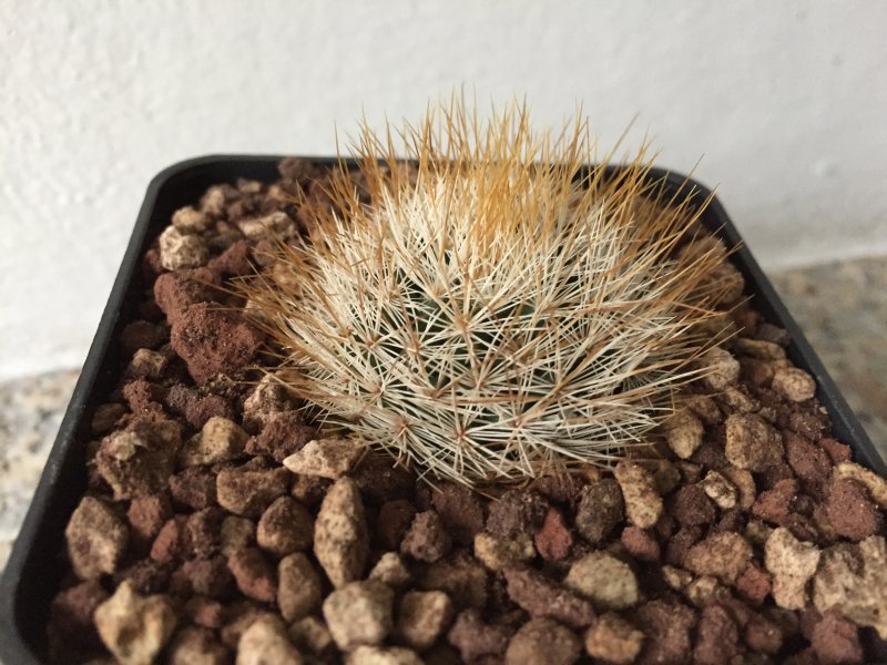 Mammillaria marcosii 