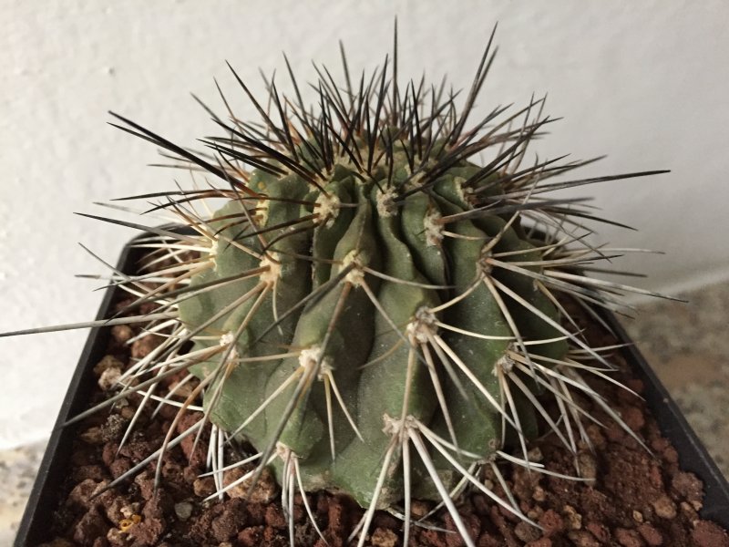 Copiapoa carrizalensis 