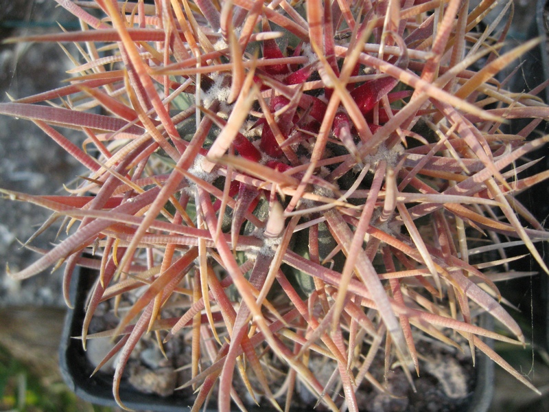 Ferocactus chrysacanthus 