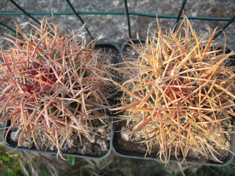 Ferocactus chrysacanthus 