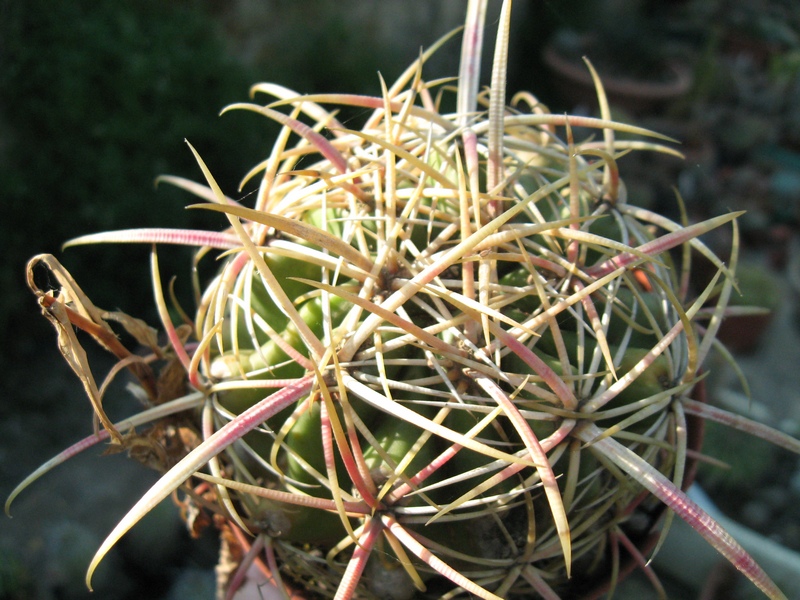 Ferocactus viridescens 