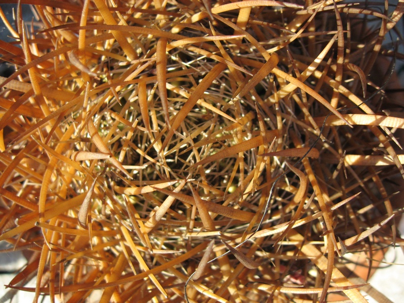 Ferocactus chrysacanthus 