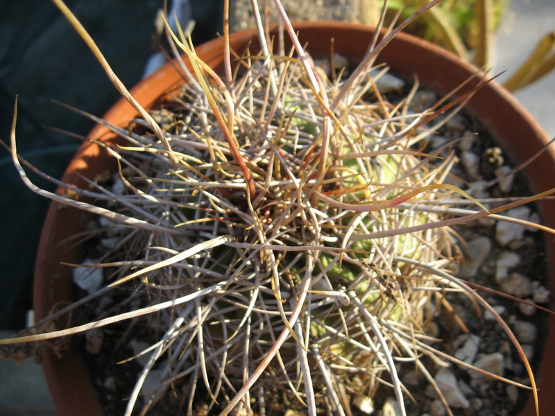 Ferocactus alamosanus 