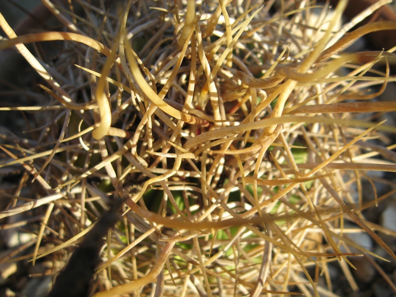Ferocactus alamosanus 