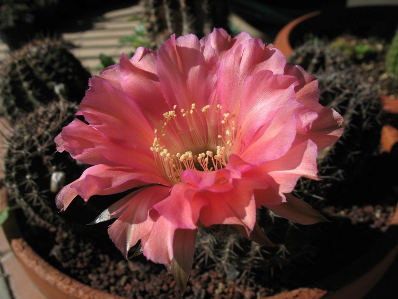 Echinopsis ibrido 