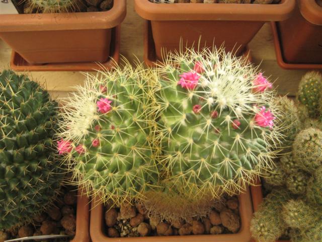 mammillaria ?  