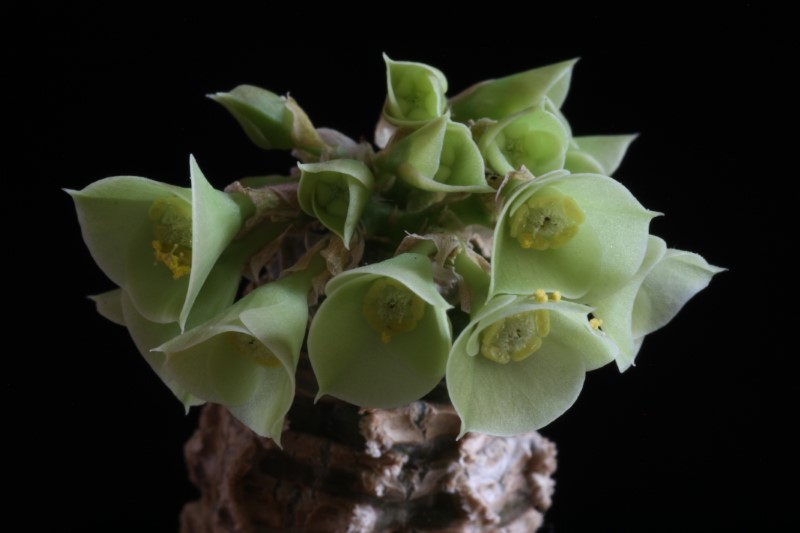 Euphorbia ankarensis 