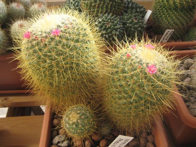 Mammillaria rhodantha ssp. pringlei 