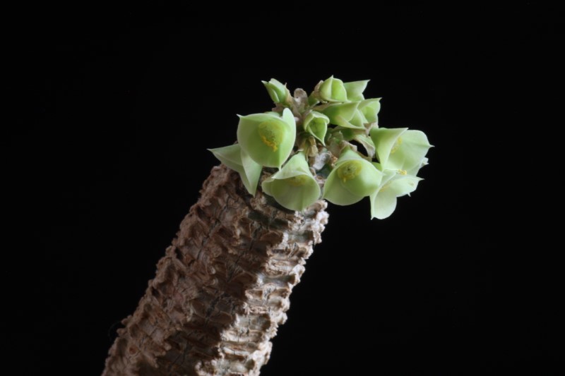 Euphorbia ankarensis 