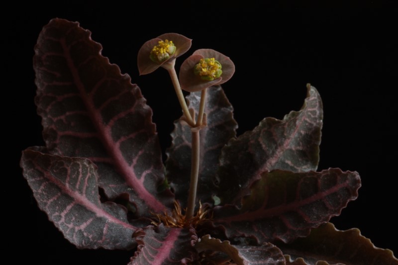 Euphorbia francoisii v. crassicaulis f. rubrifolia 