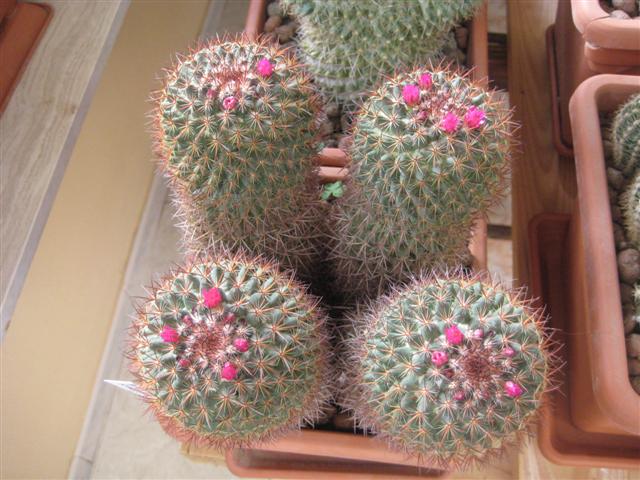 Mammillaria rhodantha 