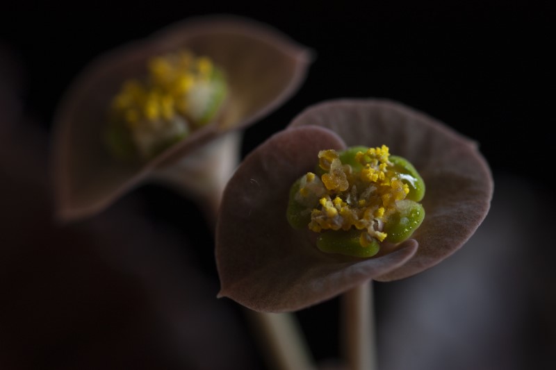 Euphorbia francoisii v. crassicaulis f. rubrifolia 