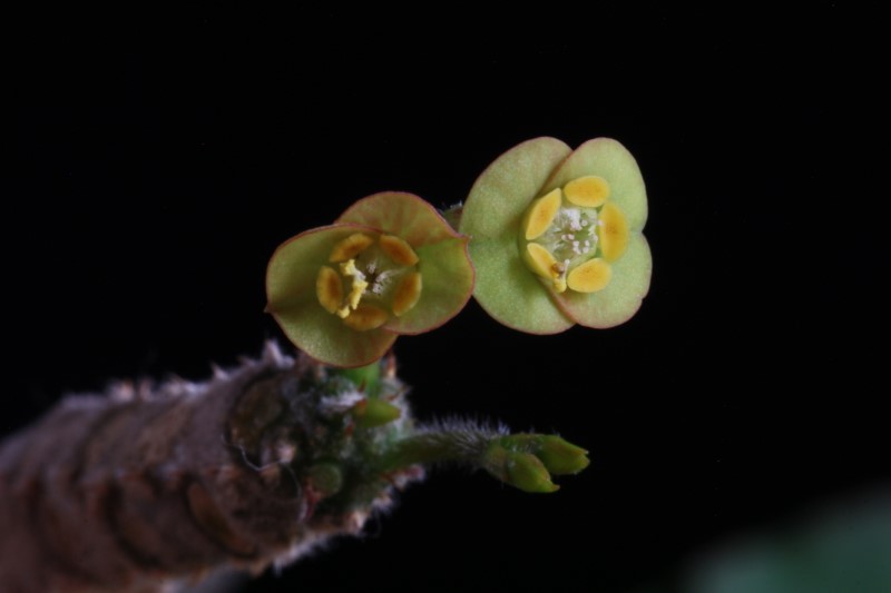 Euphorbia razafindratsirae 