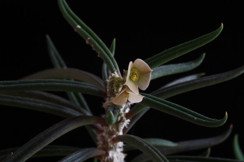 Euphorbia cylindrifolia ssp. tuberifera 