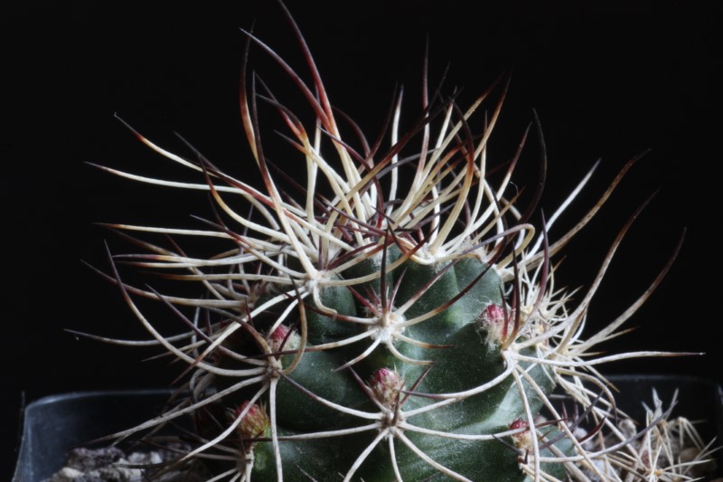 Echinocereus davisii 