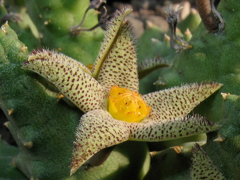 Piaranthus geminatus v. foetidus 