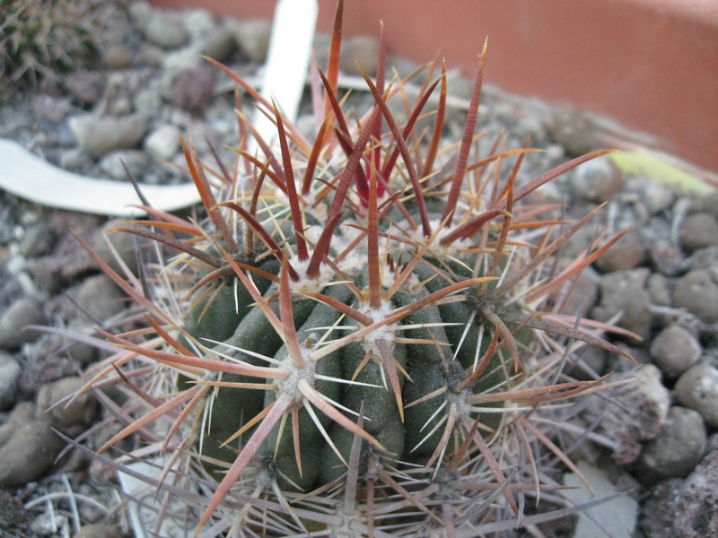 Ferocactus viridescens v. orcuttii 
