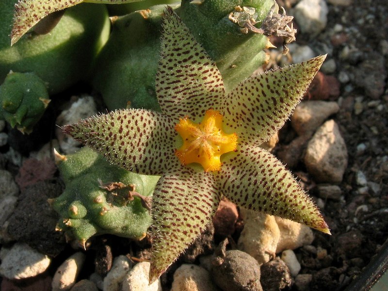 Piaranthus geminatus v. foetidus 