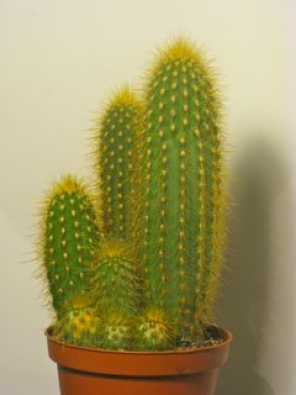   3.