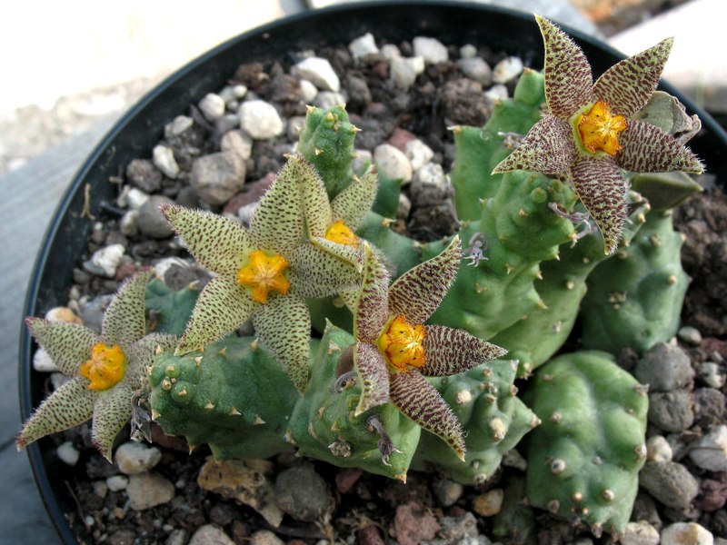 piaranthus geminatus v. foetidus