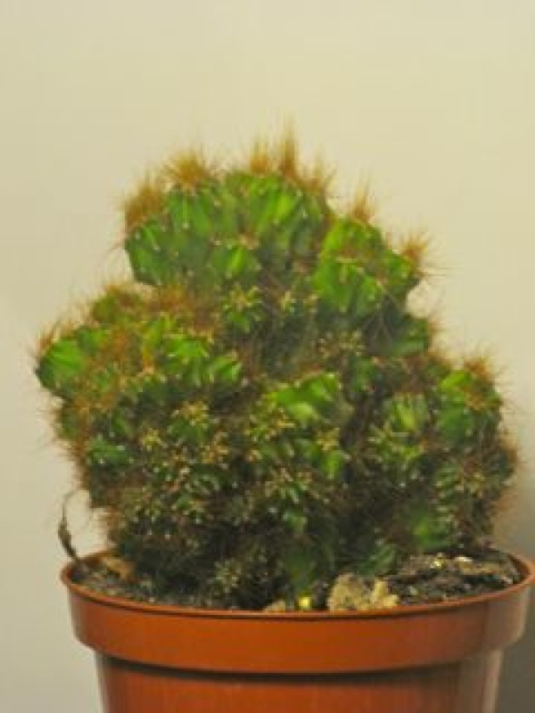   4.