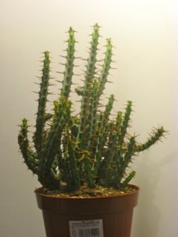   5.