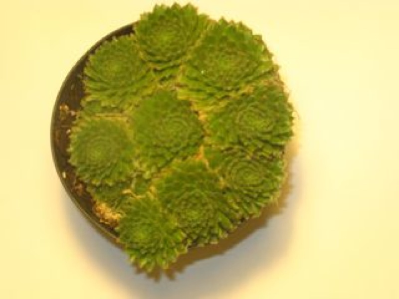   7.