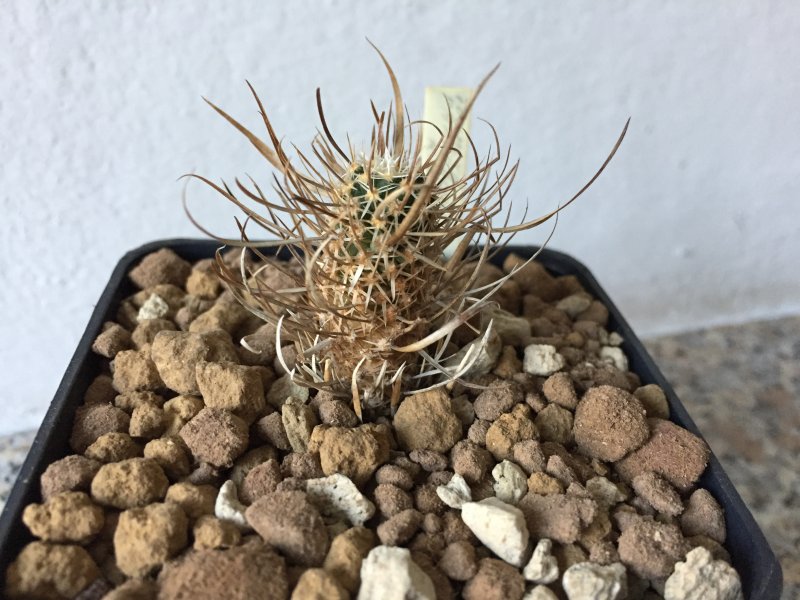 Toumeya papyracantha FH083