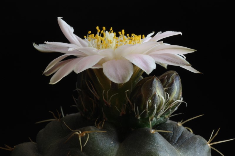 Echinocereus knippelianus ssp. kruegeri 