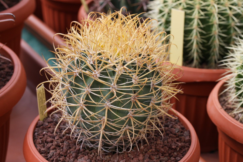 Ferocactus chrysacanthus 