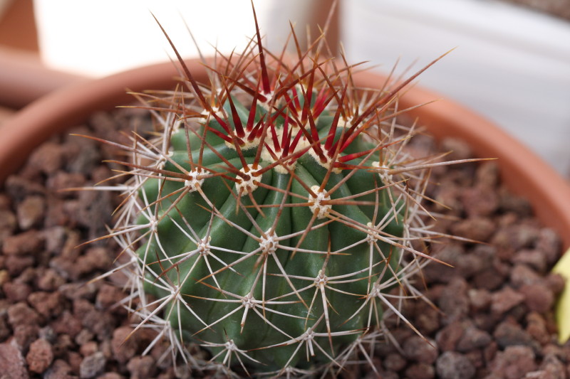 Ferocactus lindsayi SB 535