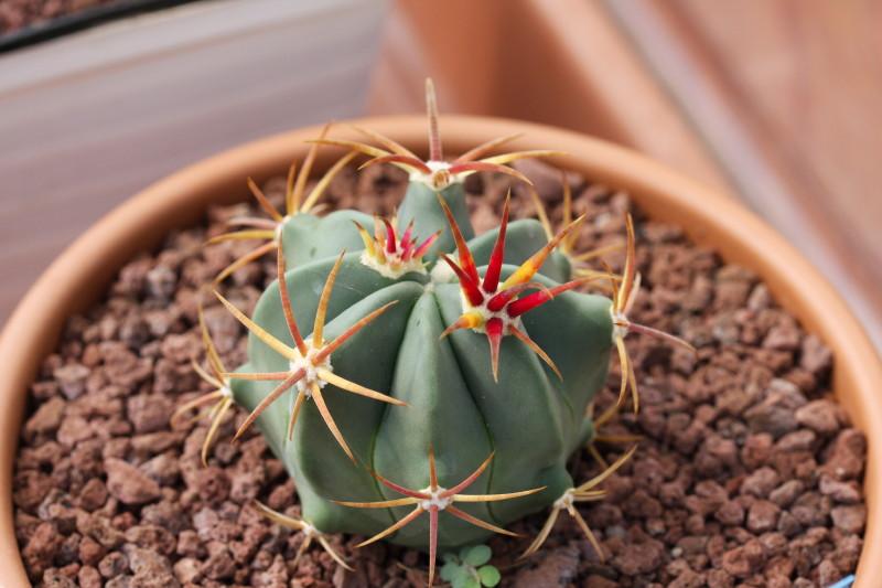 Ferocactus recurvus ssp. greenwoodii 