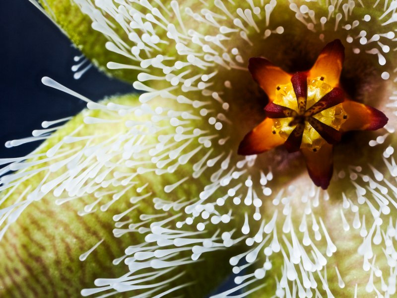 Stapelia glandulifera 