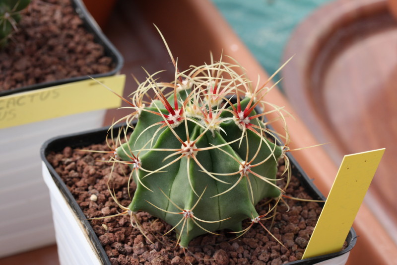 Ferocactus histrix 