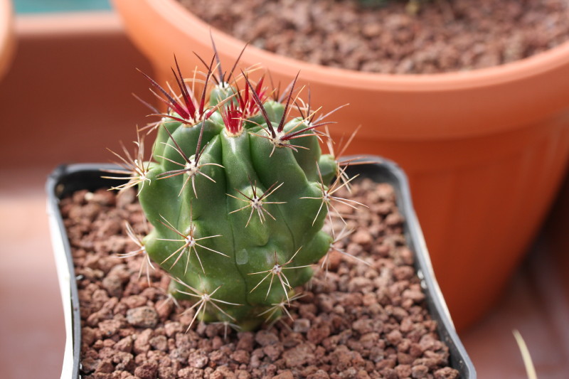 Ferocactus robustus Z 76