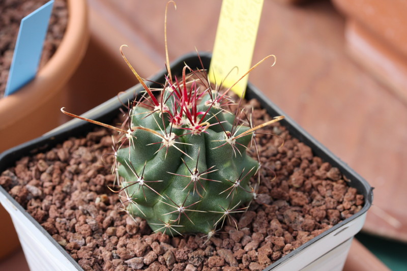 Ferocactus hamatacanthus ssp. sinuatus GL 152