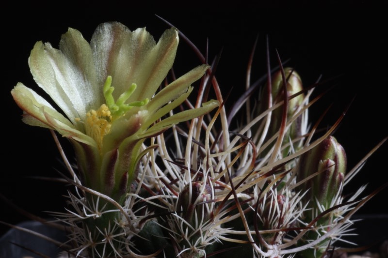 Echinocereus davisii 