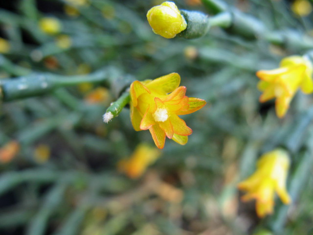 Hatiora salicornoides 