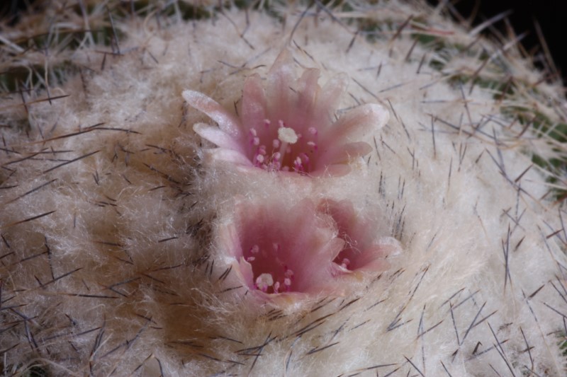 Epithelantha pachyrhiza 