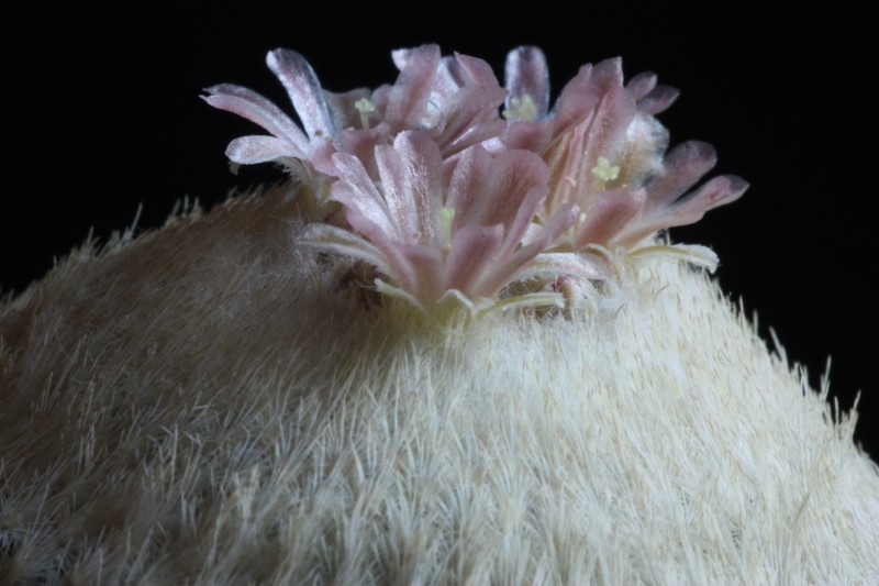 Epithelantha bokei 