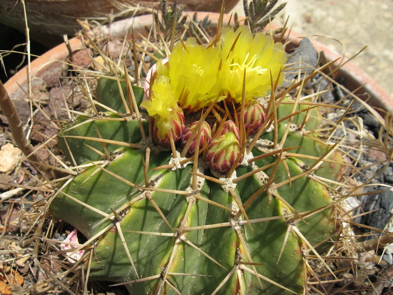 Ferocactus schwarzii 