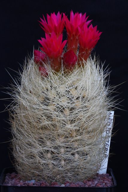 Neoporteria senilis 