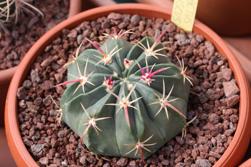 Ferocactus macrodiscus 