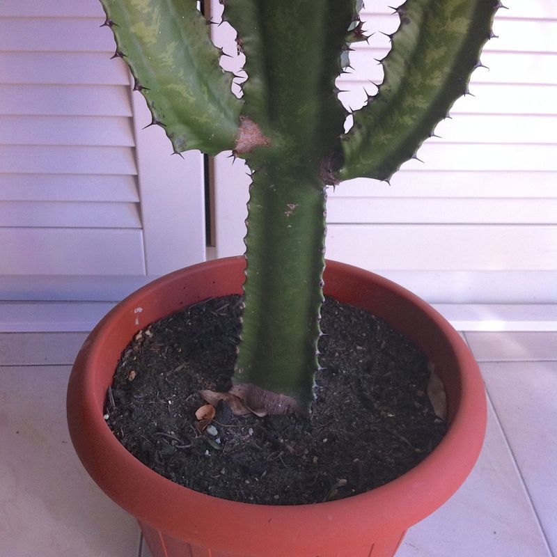 Euphorbia  