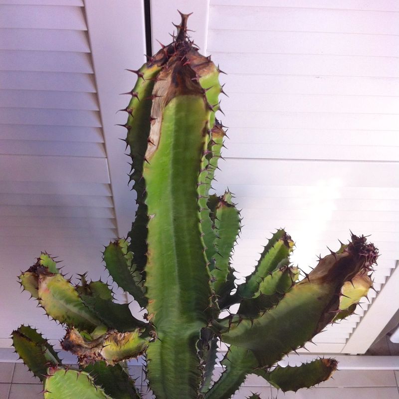 Euphorbia  