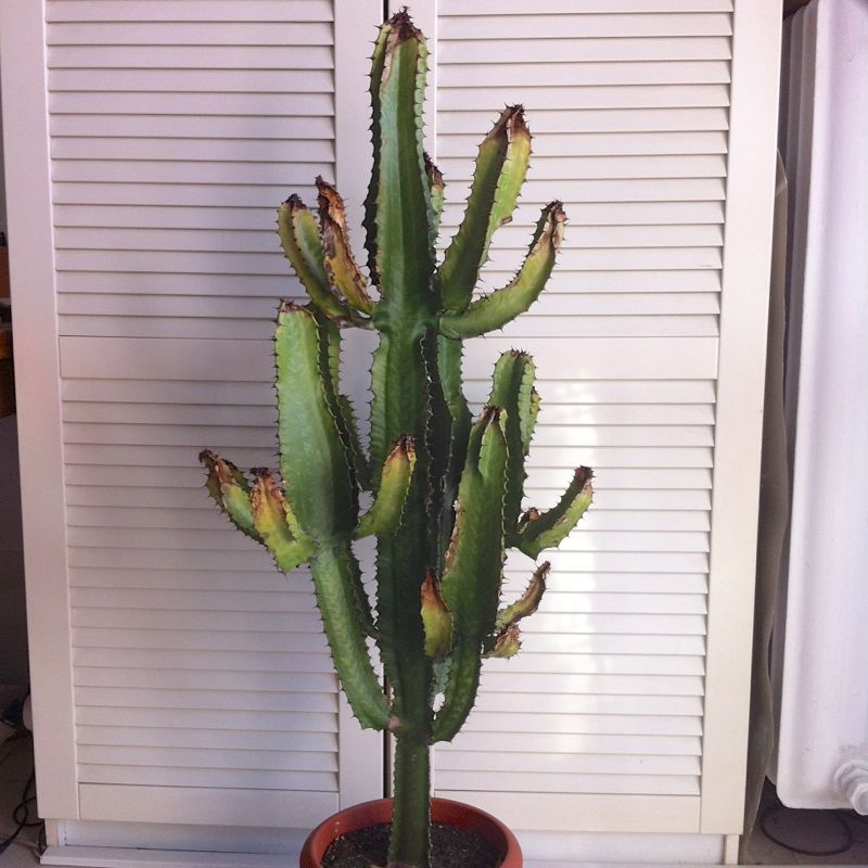Euphorbia  